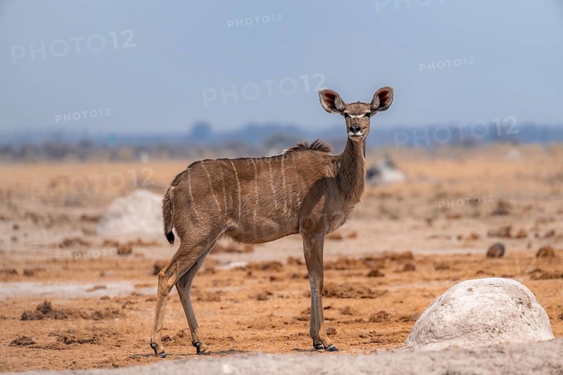 Greater kudu (Tragelaphus strepsiceros), adult female, and four birds Black-headed lapwing (Vanellus armatus), Nxai Pan National Park, Botswana, Africa