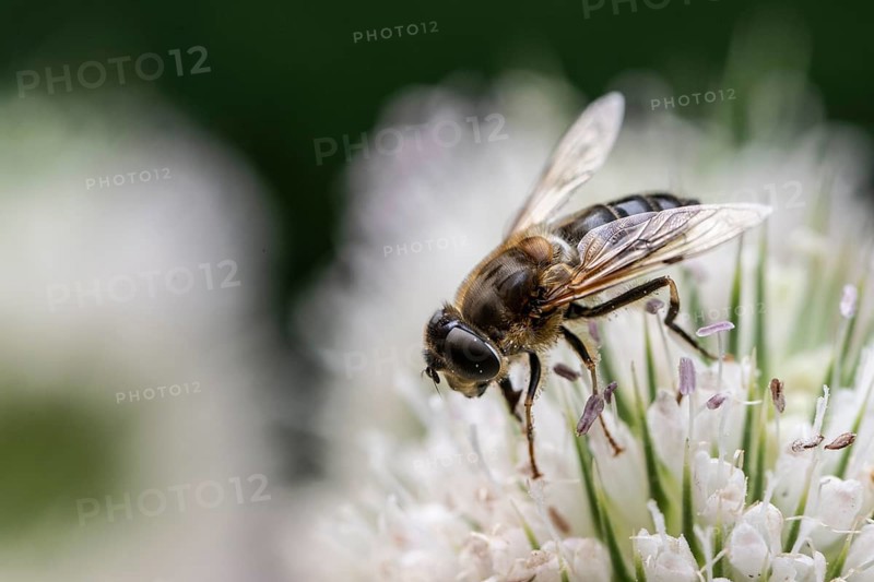 Tapered Dronefly (Eristalis pertinax), Emsland, Lower Saxony, Germany, Europe