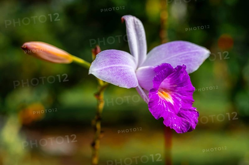 Pink orchid (Arundina graminifolia), Tortuguero National Park, Costa Rica, Central America