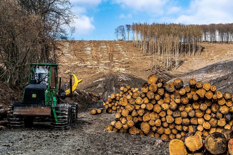 Cleared forest area north of the village of Öventrop, district of Arnsberg, dead spruce stands were felled, dead trees due to bark beetle infestation, Arnsberg Forest, North Rhine-Westphalia, Germany, Europe