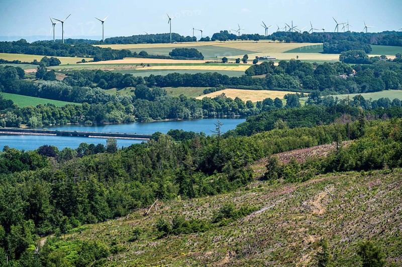 Reforestation in the Arnsberg Forest above Lake Möhnesee, Soest district, site of a spruce forest that had died due to heavy bark beetle infestation and was felled, North Rhine-Westphalia, Germany, Europe