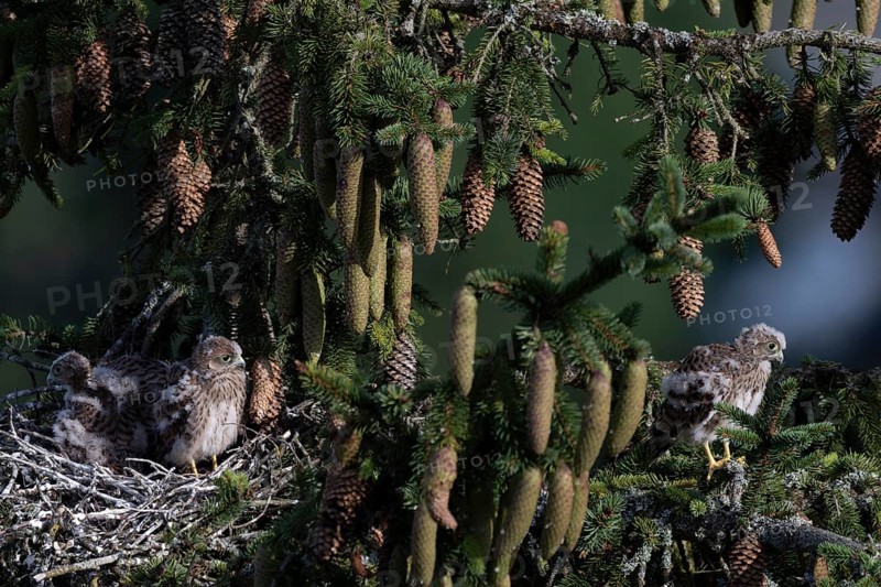 Common kestrel (Falco tinnunculus) at the nest with young birds, Daun, Eifel, Rhineland-Palatinate, Germany, Europe