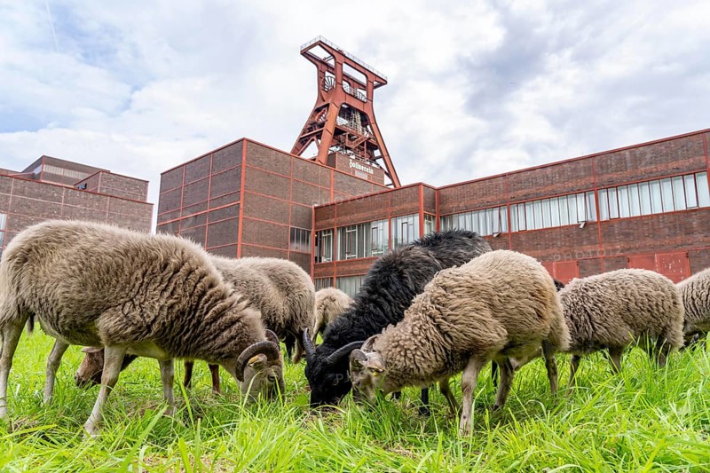 Sheep at the Zollverein Coal Mine Industrial Complex for the first time, 12 Heidschnucken and Drenther Heideschafe sheep will graze on the UNESCO World Heritage site until the end of October 2024, they are part of the green space maintenance concept and keep the meadows short, Essen, North Rhine-Westphalia