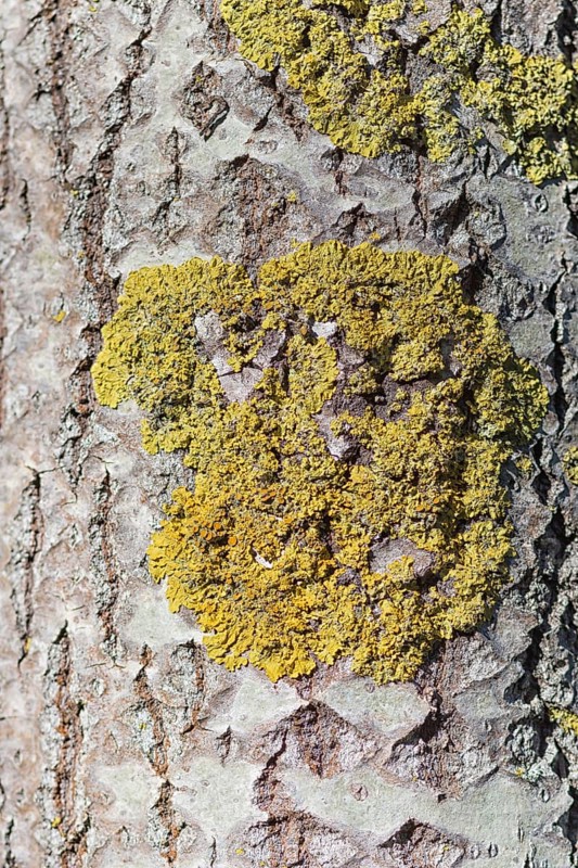 Texture of Manchurian walnut bark with lichens