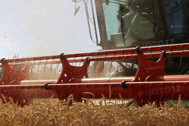 Harvesting grain with a combine harvester in a field near Ludwigshafen