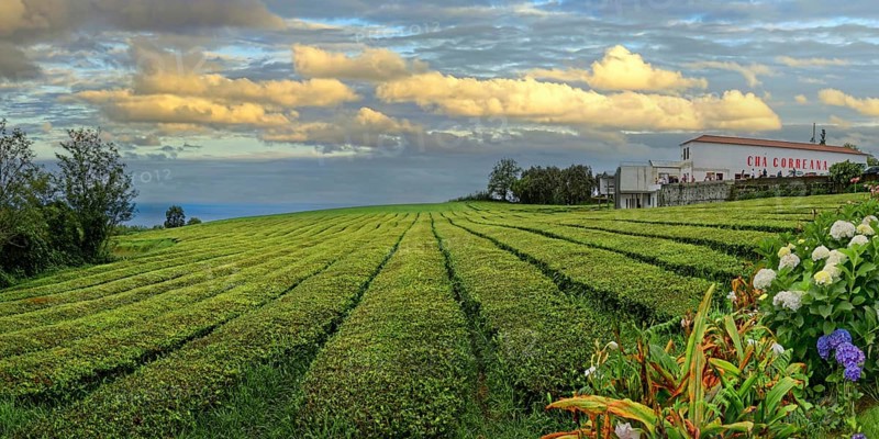 Wide tea plantation with the tea production building Cha Gorreana at the edge and dramatic evening sky above, tea cultivation and production Cha Gorreana near Sao Bras, Sao Miguel, Azores, Portugal, Europe