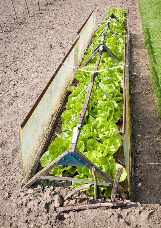 Lettuce plants growing in a cold frame