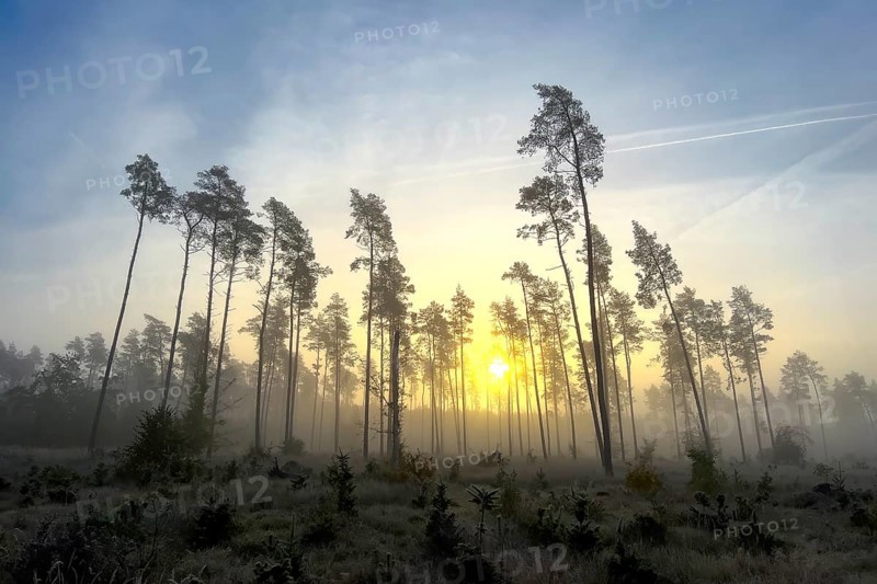 Foggy mood, sunrise in a heath landscape, first frost, biotope, habitat, sunrise, autumn mood, Oranienbaumer Heide, Natura 2000 area, Middle Elbe Biosphere Reserve, Saxony-Anhalt, Germany, Europe