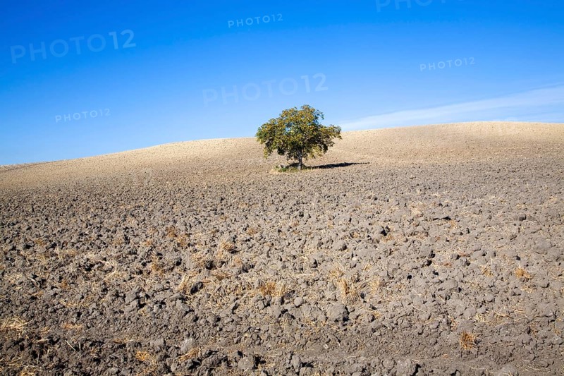 Lone tree standing in ploughed field with blue sky near El Gastor, Cadiz province, Spain, Europe