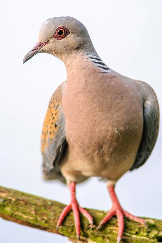 European Turtle Dove (Streptopelia turtur) sitting on a branch. Bas-Rhin, Alsace, Grand Est, France, Europe