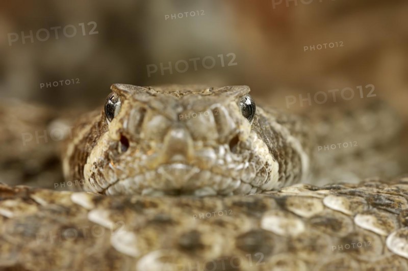 Texas rattlesnake or western diamondback rattlesnake (Crotalus atrox), captive, occurring in North America
