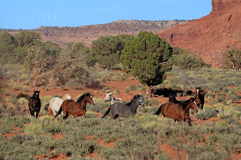 Mustang, (Equus caballus), horses, group, herd, Monument Valley, Utah, USA, North America