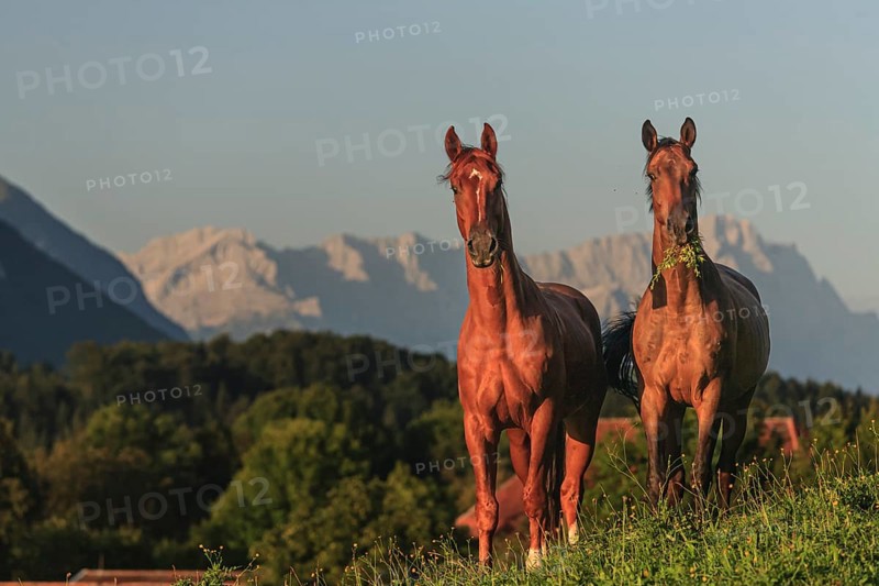 Horses standing in a meadow, frontal, warmbloods, morning light, summer, behind them Zugspitze, Schwaiganger stud farm, Bavaria, Germany, Europe