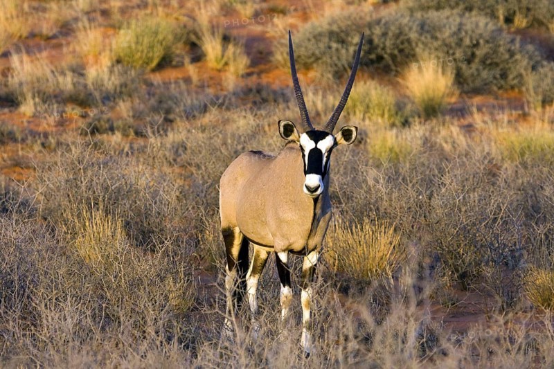 Gemsbok, (Oryx gazella g.) Gemsbok, male, Kalahari Gemsbok NP, South Africa, oryx, antelope, Africa