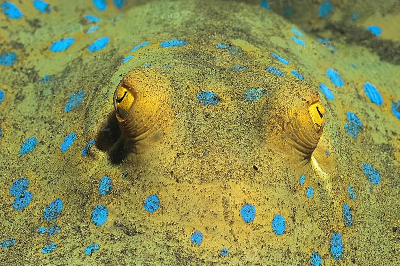 Close-up of head eyes stalk eyes of blue spotted stingray (Taeniura lymma) Blue spotted stingray looking directly at viewer, Red Sea, Hurghada, Egypt, Africa