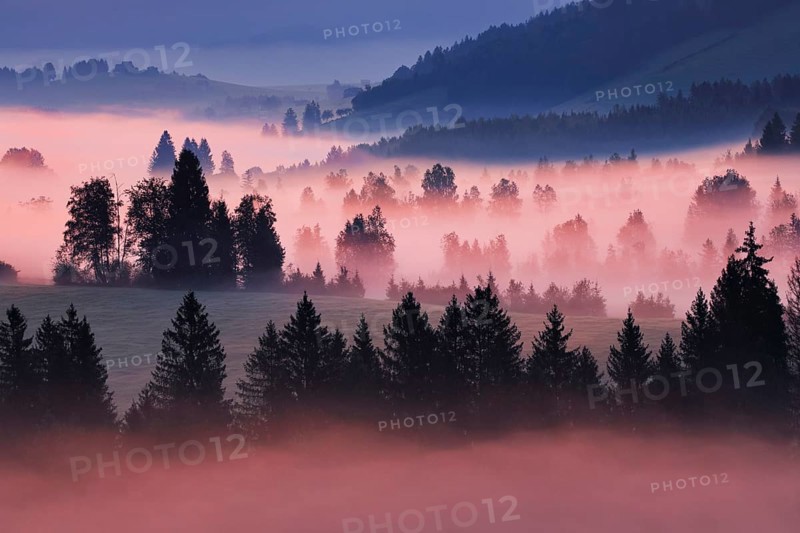 Fog and trees at the Rothenthurm high moor, Canton Schwyz, Switzerland, Europe