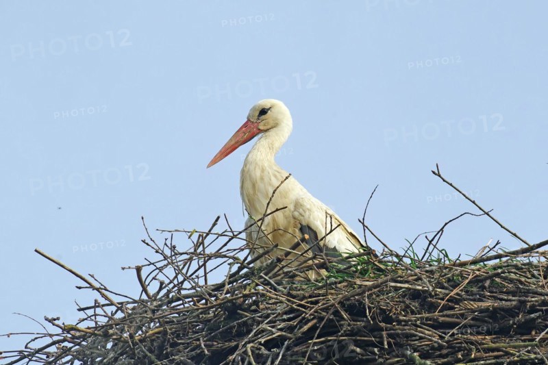 Stork on an eyrie, spring, Wendland, Hitzacker, Lower Saxony, Germany, Europe