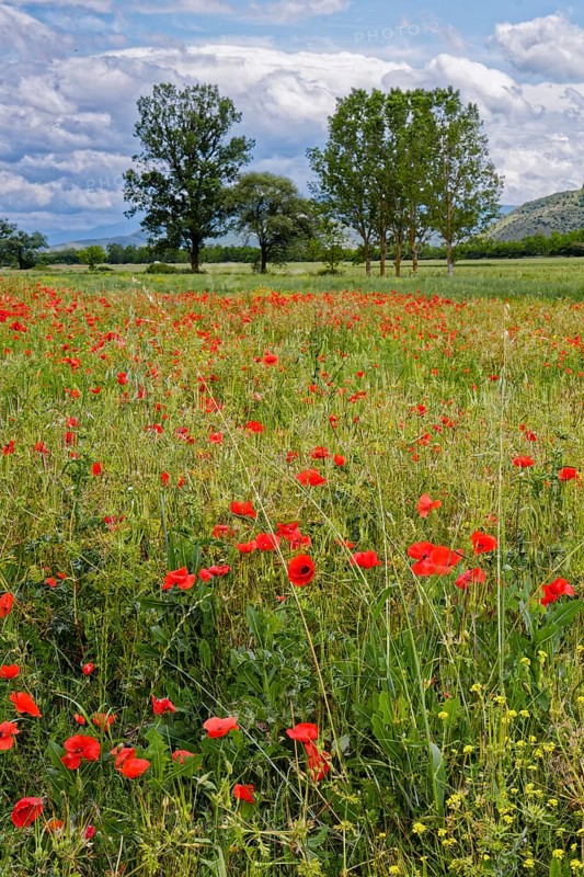 Poppies in bloom in a meadow near Magliano de Marsi in the province of L'Aquila in Abruzzo. Italy, Southern Europe