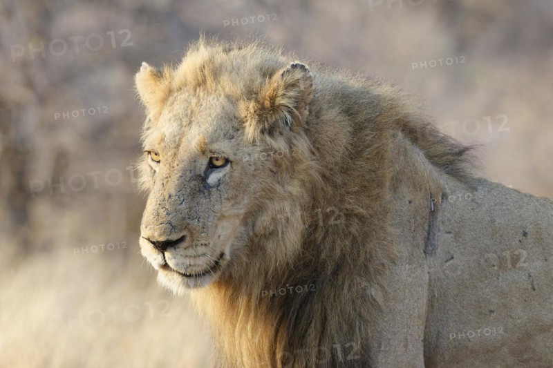 African lion African lion (Panthera leo melanochaita), adult male, standing in the morning light, Kruger National Park, South Africa, Africa