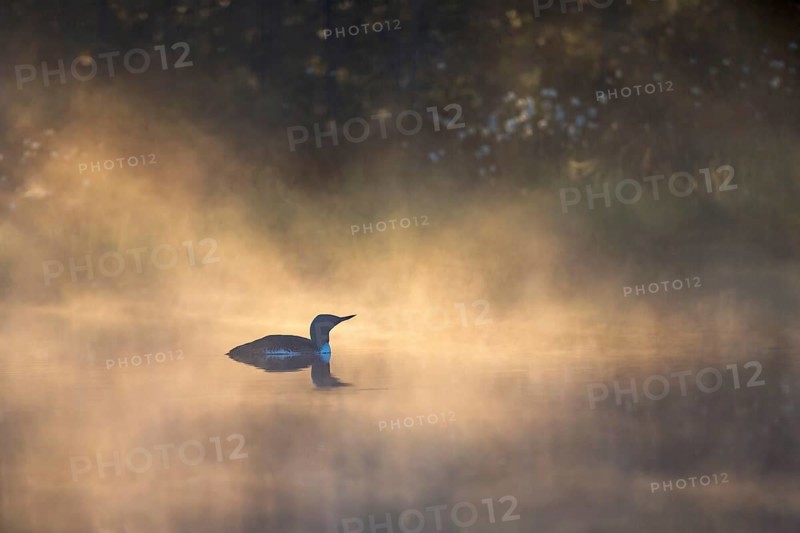 Red-throated loon (Gavia stellata) a misty morning in a bog lake