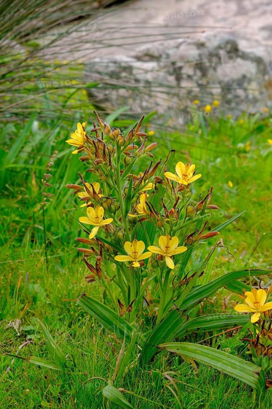 Yellow rush lilies, Sisyrinchium, spring bloom, wildflower bloom at Postberg, Langebaan Lagoon, West Coast National Park, West Coast National Park, Western Cape, South Africa, Africa