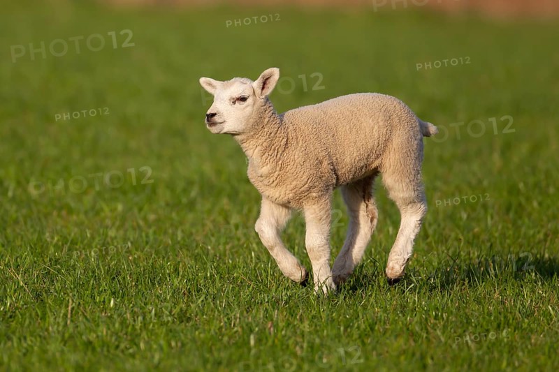 Domestic sheep (Ovis aries) juvenile baby lamb farm animal running in a grass field, England, United Kingdom, Europe