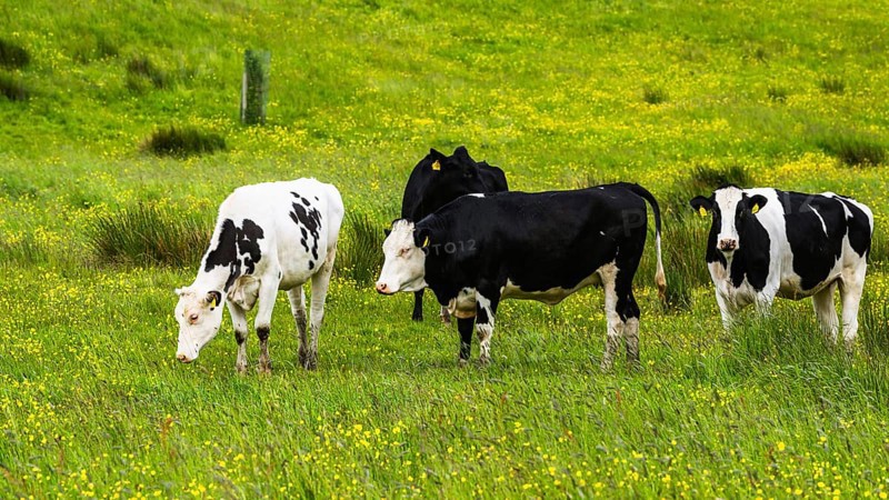 Cows and Farms in Yorkshire Dales National Park, North Yorkshire, England, United Kingdom, Europe
