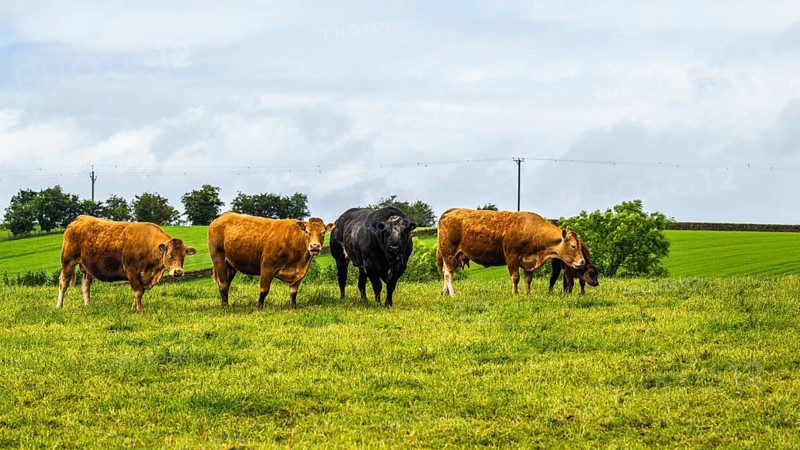 Cows and Farms in Yorkshire Dales National Park, North Yorkshire, England, United Kingdom, Europe