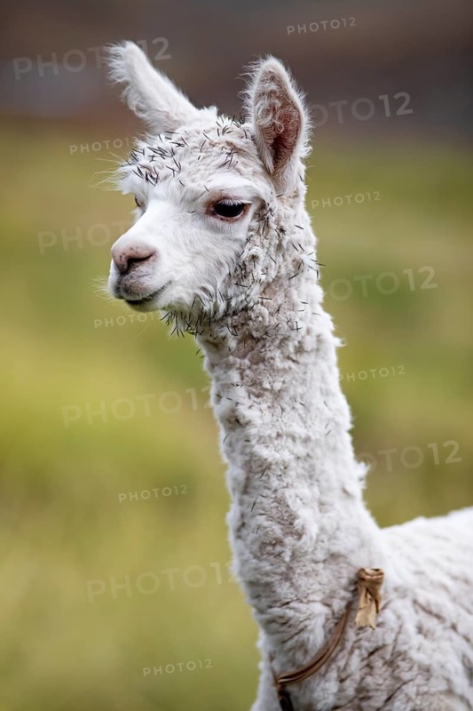 Alpaca (Vicugna pacos), young animal, in the Reserva Nacional de Salinas y Aguada Blanca, Province of Arequipa, Peru, South America