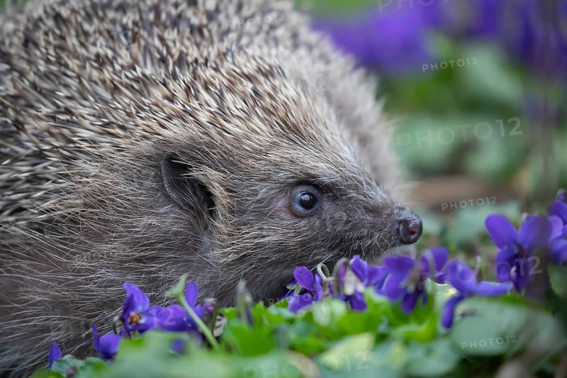 European hedgehog (Erinaceus europaeus) adult animal on a patch of flowering Dog violets in a garden, Suffolk, England, United Kingdom, Europe