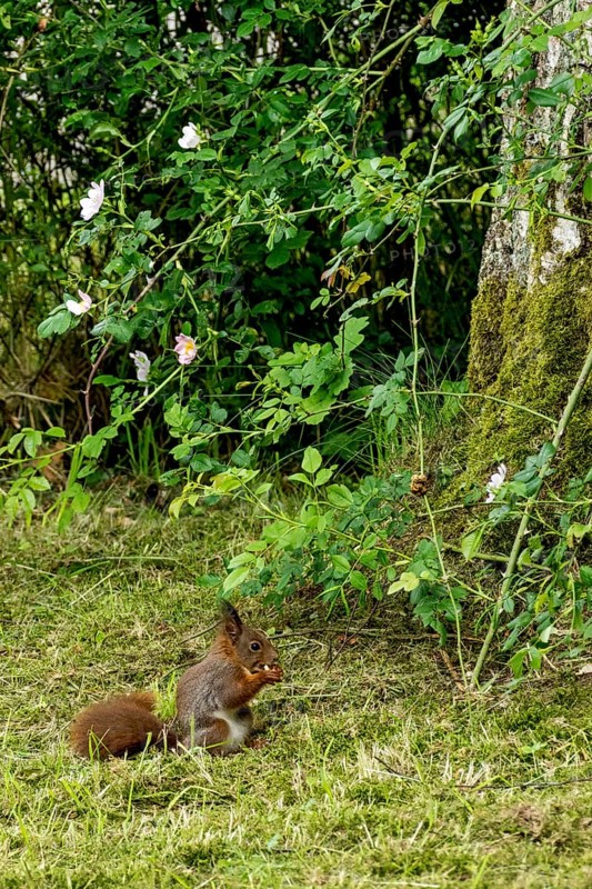 Eurasian squirrel (Sciurus vulgaris) eating a nut on moss in the garden, Nidda, Wetterau, Hesse, Germany, Europe
