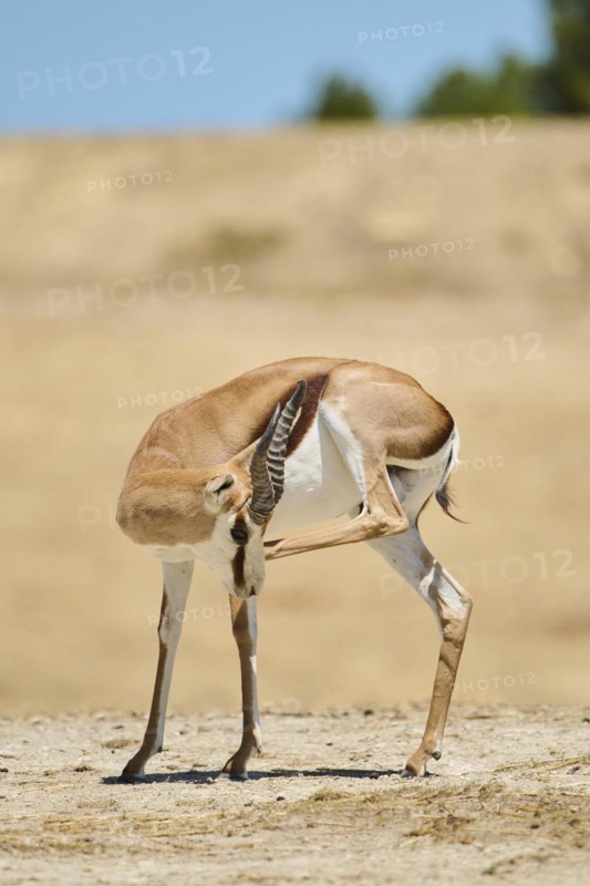 Springbok (Antidorcas marsupialis), standing in the dessert, captive, distribution Africa