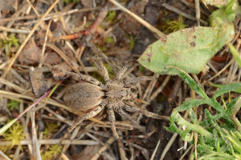 False tarantula or wolf spider (Alopecosa farinosa), female, Provence, southern France