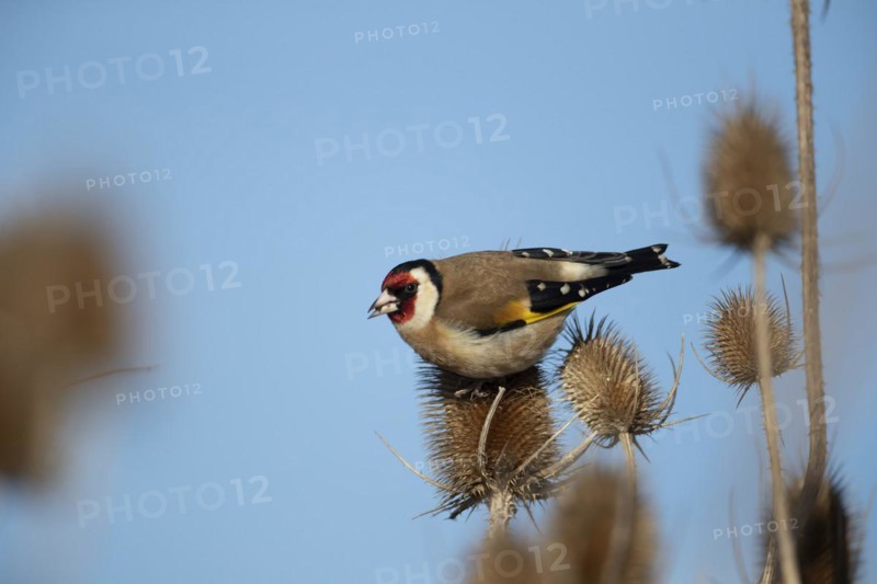 European goldfinch (Carduelis carduelis) adult bird feeding on a Teasel (Dipsacus fullonum) seedhead, England, United Kingdom, Europe
