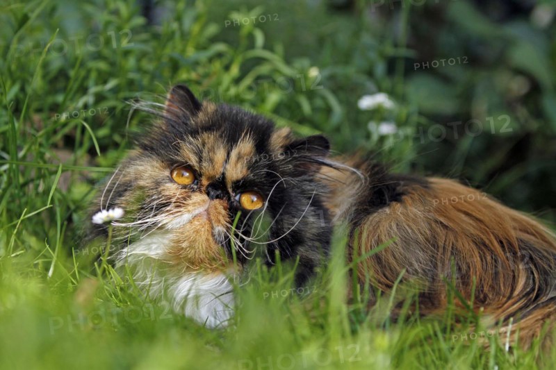 Persian cat, long-haired cat