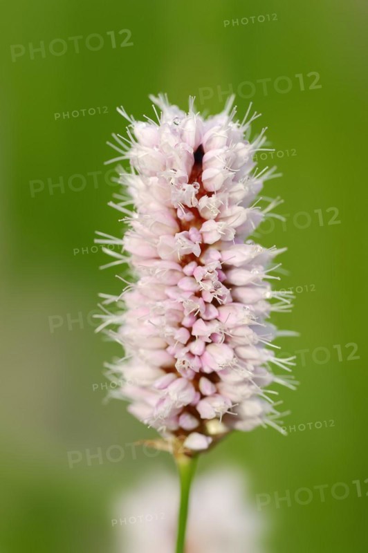 Meadow knotweed (Bistorta officinalis, Persicaria bistorta), inflorescence, North Rhine-Westphalia, Germany, Europe