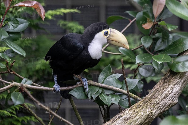 Toco toucan (Ramphastos toco), Vogelpark Walsrode, Lower Saxony, Germany, Europe