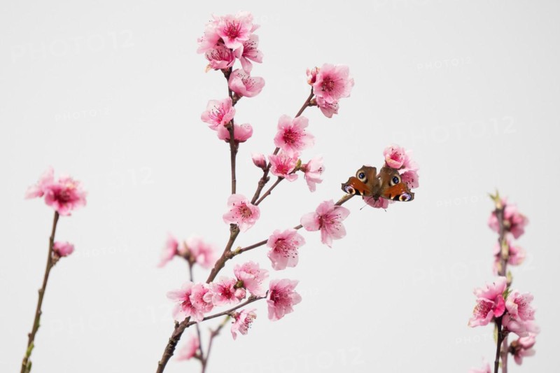A european peacock (Aglais io) sitting on a branch with pink flowers against a light-coloured background, Hesse, Germany, Europe