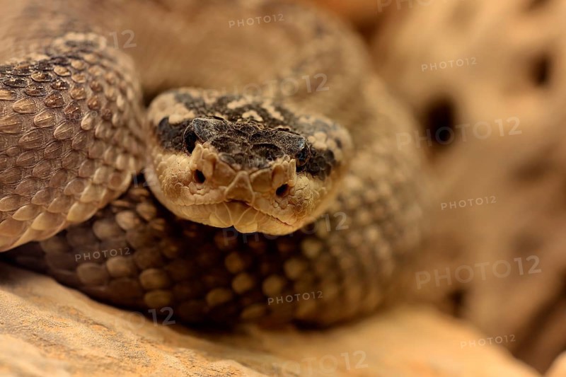 Black-tailed rattlesnake (Crotalus molossus), adult, on rocks, warming up, sunbathing, Sonoran Desert, Arizona, North America, USA, North America