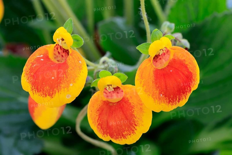 Slipper flower (Calceolaria Hybride), flowering, Elllerstadt, Germany, Europe