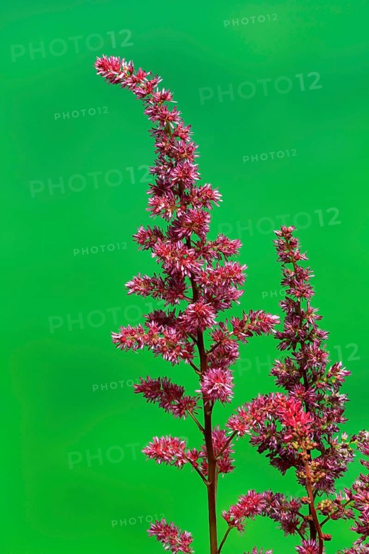 Astilbe, flowering, blossom, Elllerstadt, Germany, Europe