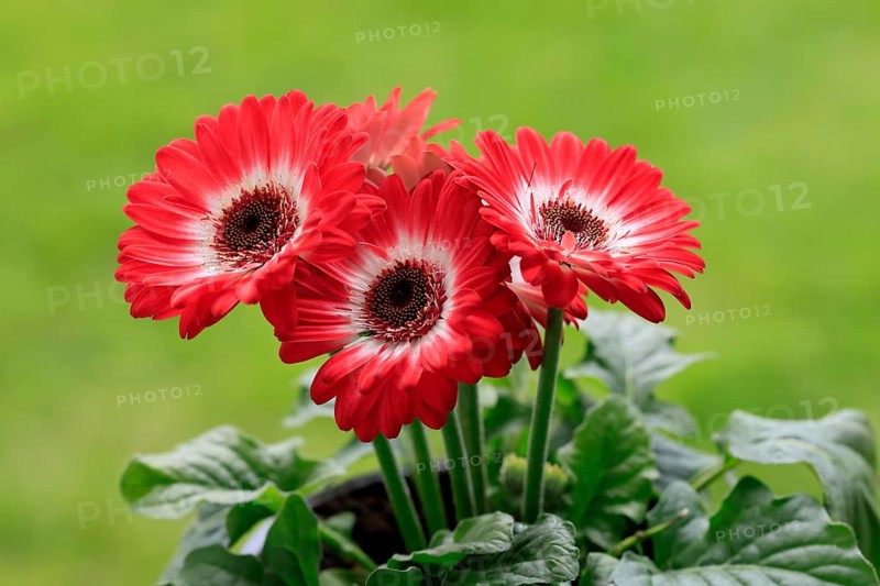 Gerbera (Gerbera), red, blooming, flowers, Ellerstadt, Germany, Europe