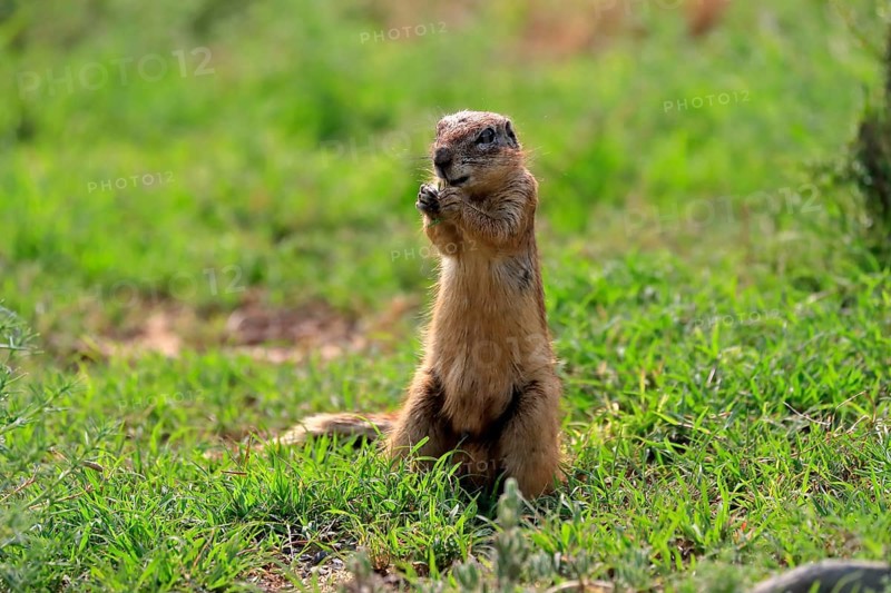 Cape ground squirrel (Xerus inauris), adult, alert, feeding, standing upright, Mountain Zebra National Park, Eastern Cape, South Africa, Africa