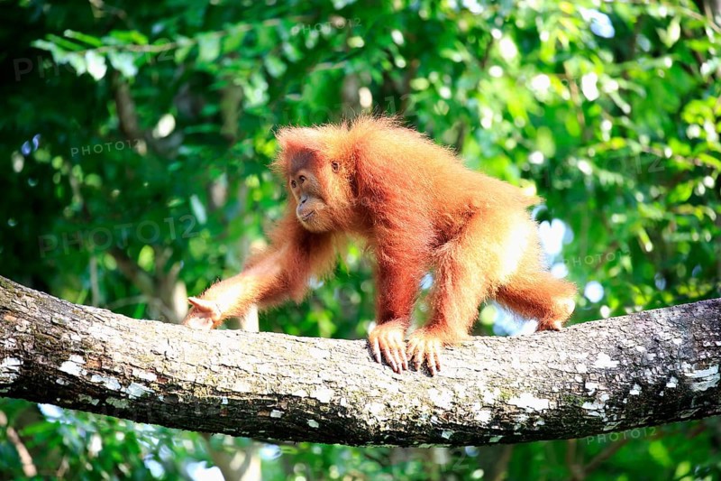 Bornean orangutan (Pongo pygmaeus), young animal, climbing a tree, Borneo
