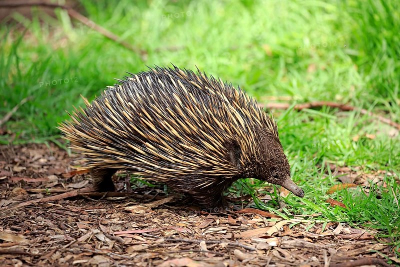 Short-beaked echidna (Tachyglossus aculeatus), adult foraging, Mount Lofty, South Australia, Australia, Oceania
