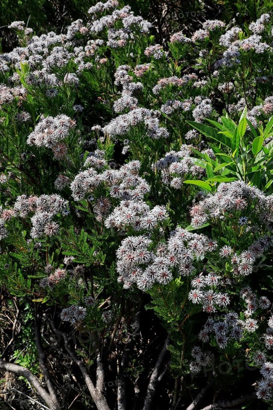 Serruria fucifolia (Serruria fucifolia), flowers, flowering, bush, fynbos, Kirstenbosch Botanical Gardens, Cape Town, South Africa, Africa
