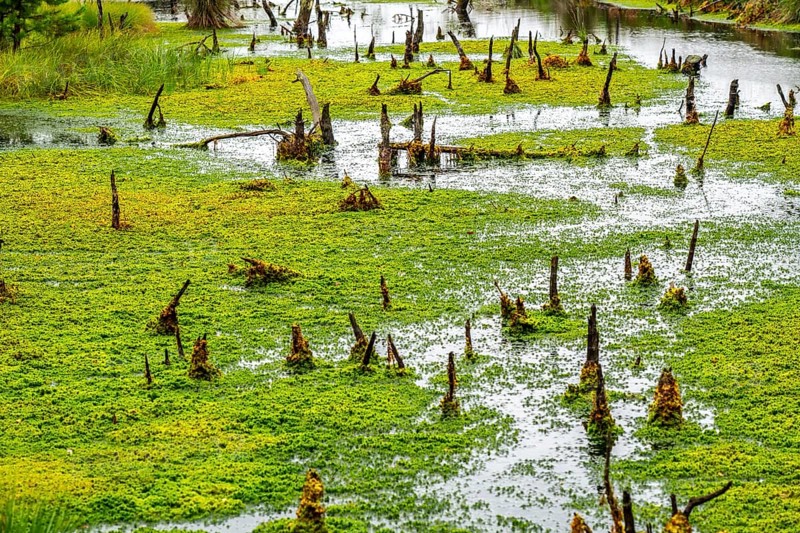 The Pietzmoor, raised bog in the Lüneburg Heath nature reserve, peat-forming sponges, peat mosses, near Schneverdingen, Lower Saxony, Germany, Europe