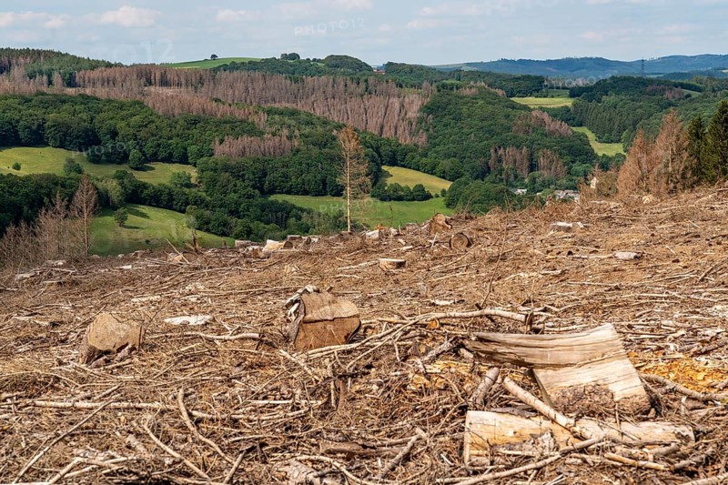 Forest dieback in Sauerland, north of Lüdenscheid, cleared area, diseased trees, over 70 per cent of the spruce trees are diseased, damaged, mostly by the bark beetle, which was able to spread due to drought and heat, climate change, attempts are being made to adapt the forest to climate change by replanting other tree species, North Rhine-Westphalia, Germany, Europe