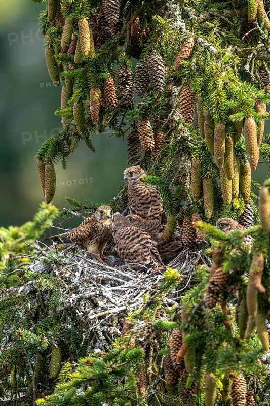 Common kestrel (Falco tinnunculus), female adult bird feeding young birds not yet ready to fly in the nest, Rhineland-Palatinate, Germany, Europe