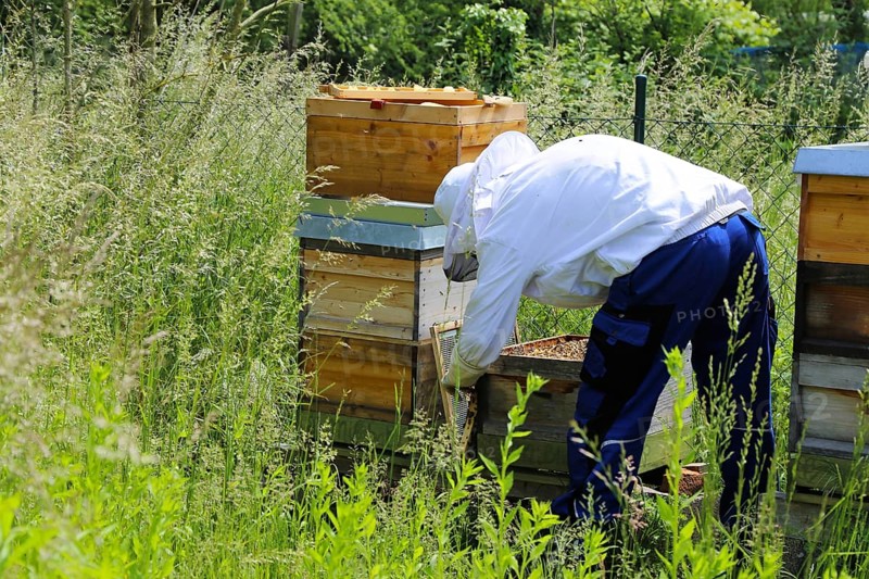 Beekeeper works on his hive